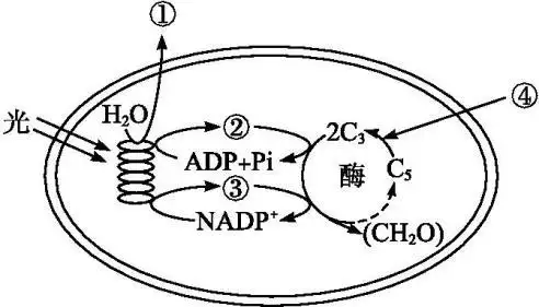 下图表示光合作用示意图下列说法错误的是