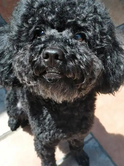 新鲜出炉的修狗,每天都想亲秃他#黑泰迪  #我家宠物好可爱  #我的萌宠