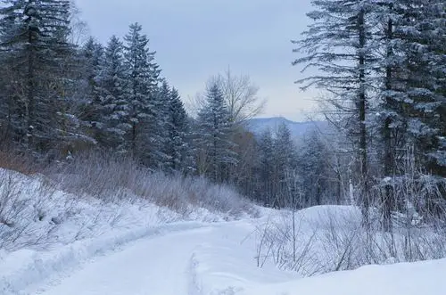 东北之旅———林海雪原