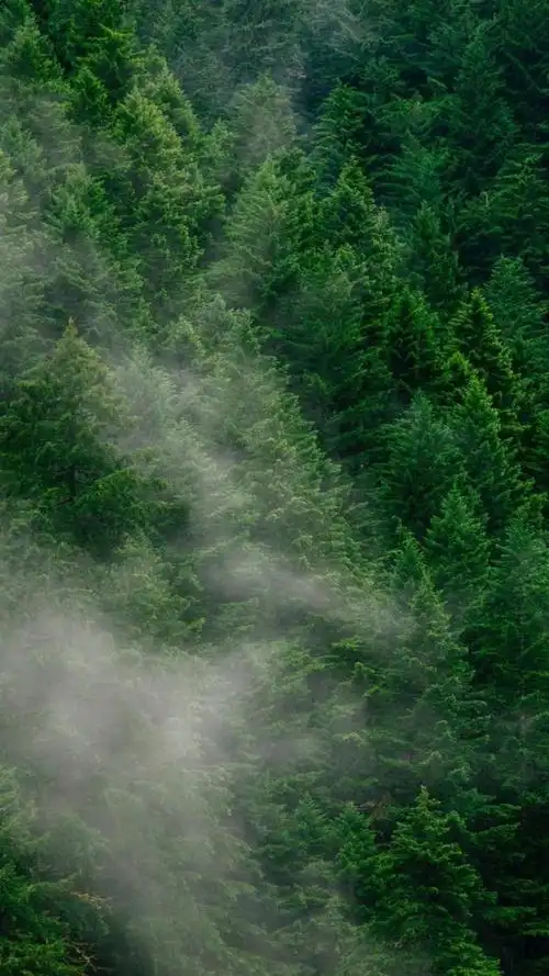 唯美森系森林风光,锁屏图片,高清手机壁纸,风景-回车桌面