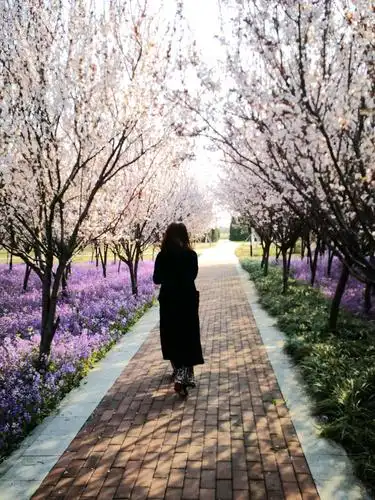 阳光洒落,紫罗兰,雪白,遗世独立的背影,如在画中