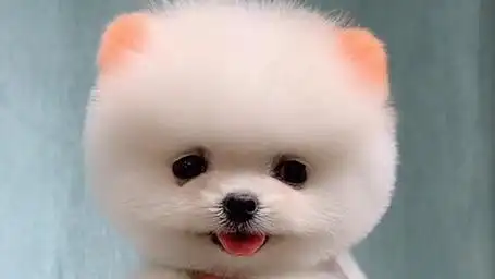 小奶狗这样子超萌可爱,萌到你了吗?