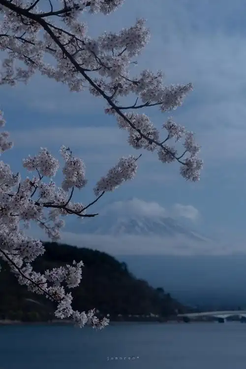 (已找到)求这两张富士山樱花的清冷风的图