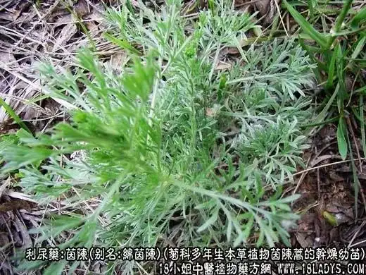舌尖上的美味——野菜(1)