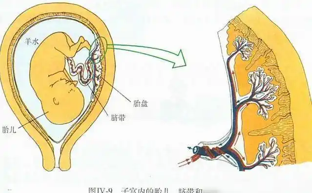 生完孩子后你的胎盘是怎么处理的网友被家人做成饺子吃掉了