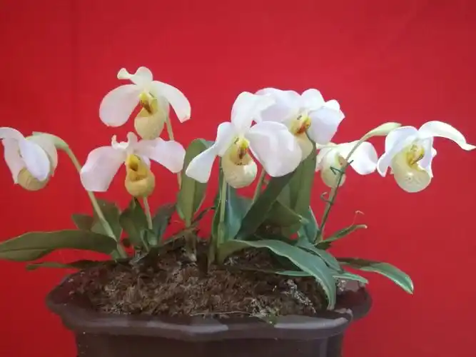 白花兜兰,幽幽匀城