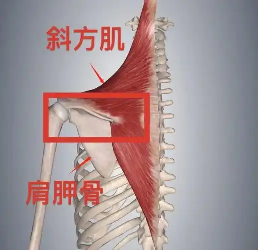 灵异事件5年变4次张子枫的斜方肌为啥忽大忽小