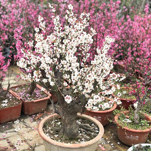 玉蝶梅盆景花卉梅花苗观花老桩植物春冬红梅白梅树桩室内阳台盆栽