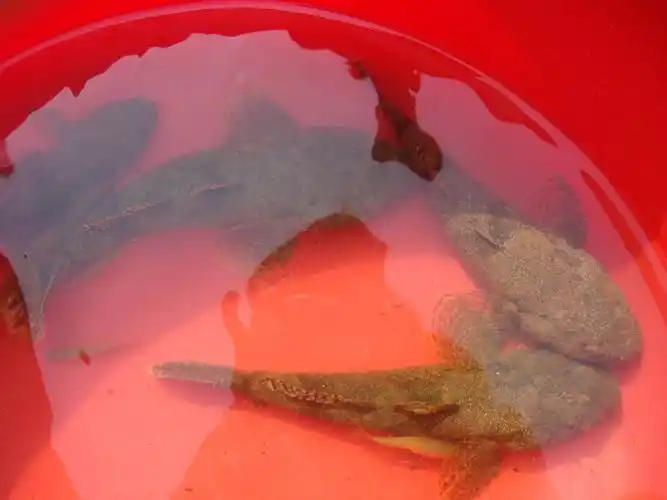 河川沙塘鳢线粒体细胞色素b(cyt b)基因序列分析