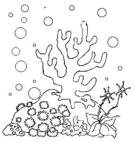 水下植物简笔画