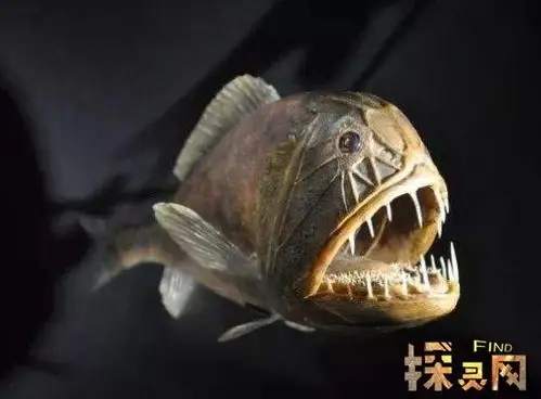 深海恐怖鱼类—尖牙鱼