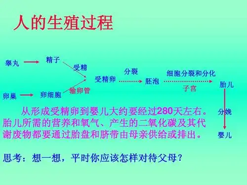 初二理化生 男生青春期教育讲座zxj11-15ppt 优质课件 人的生殖过程
