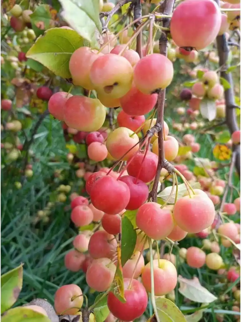 海棠果成熟