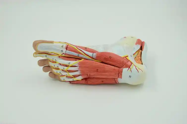 脚解剖模型(高质量)_宁波精峰文具_义乌购