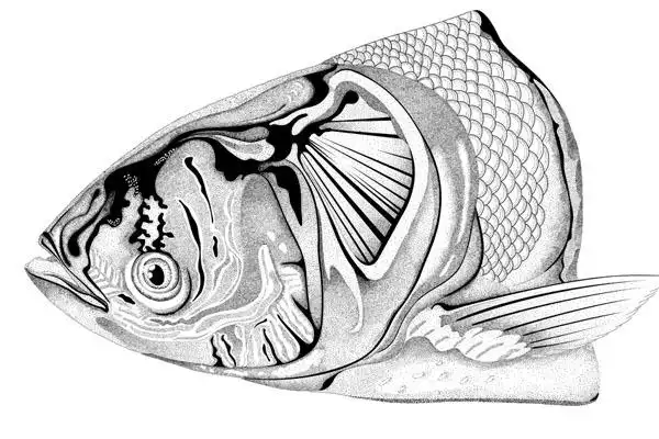 鱼头插画