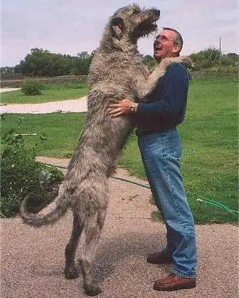 名犬图片大全全世界100多种名贵的狗