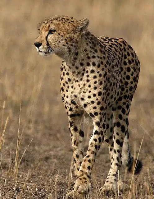 cheetah | flickr - 相片分享!