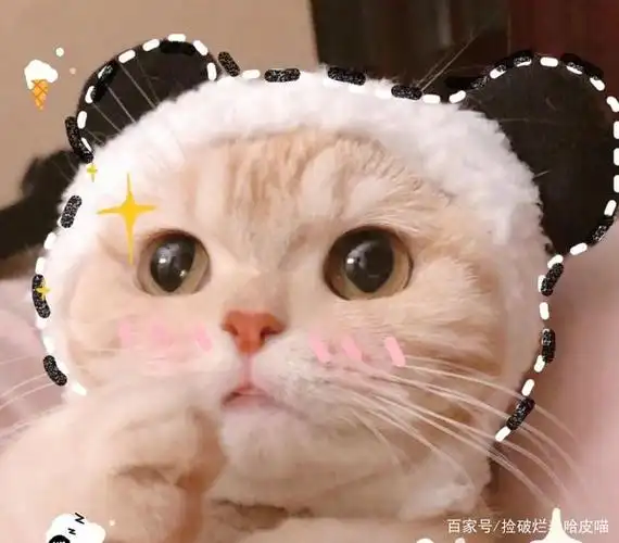 可爱猫咪情侣头像:少女心爆棚