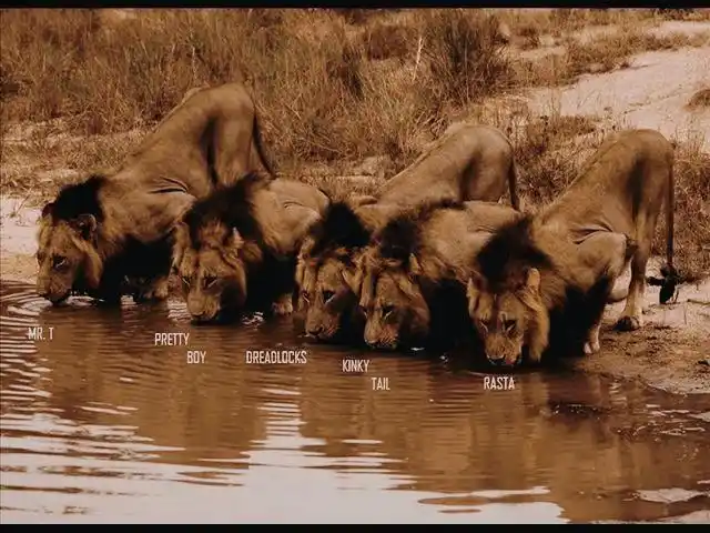 坏男孩联盟狮王之王恩格拉拉里克|雄狮|雌狮_网易订阅