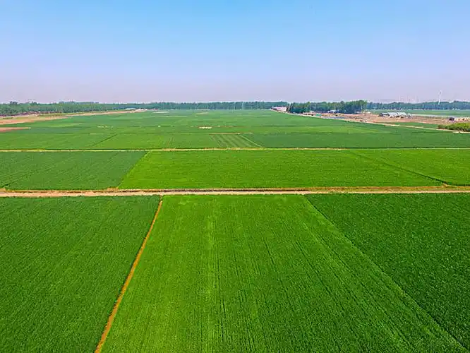 航拍绿色的麦田_高清图片_全景视觉
