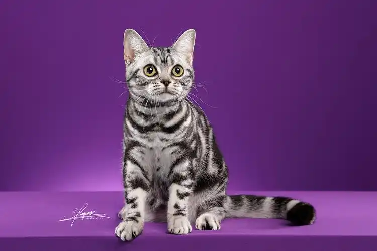 美国短毛猫|摄影|宠物摄影|amyworks赛猫摄影 - 原创作品 - 站酷 (zco