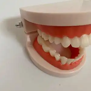 牙齿模型摆件牙科口腔仿真假牙成人全口标准小孩刷牙练习教学道具