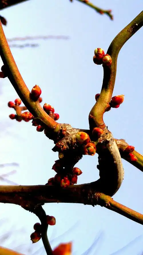 娇嫩俏枝头,奇曲多姿情 龙游梅