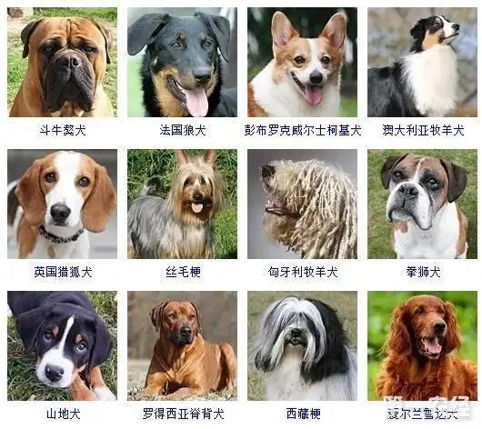 宠物狗品种图片大全178个狗品种大全