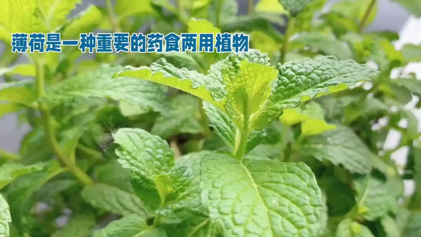 91薄荷,一种多年生草本植物,属于唇形科薄荷属,植株高度可达60厘米