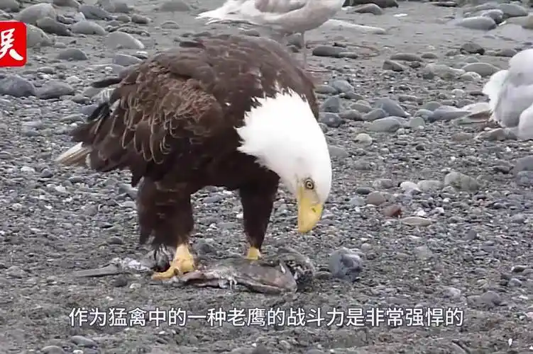 老鹰居然也有天敌你知道老鹰的天敌是谁吗看完总算明白了