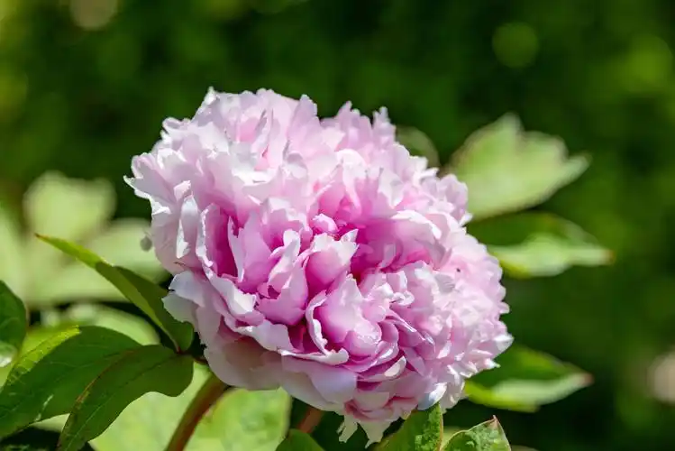 人间四月天,唯美牡丹花 - 美篇