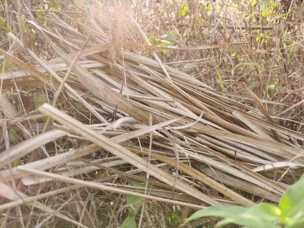 农村山上常见的一种植物"茅草",还有没有价值呢?