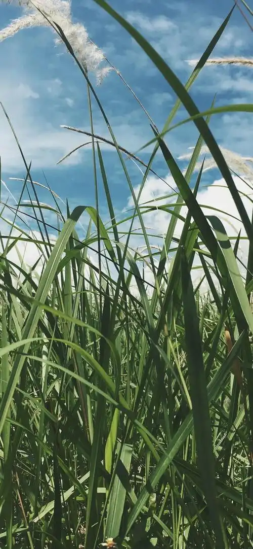 干净清爽的手机壁纸