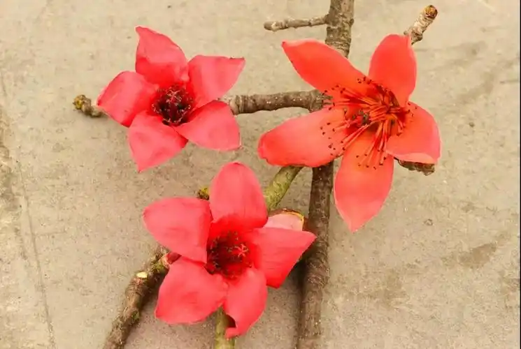 木棉树挺拔高耸花红而不俗