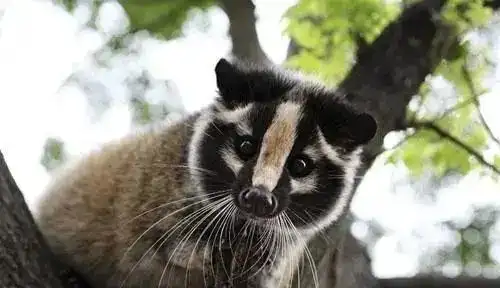 白眉子的学名叫花面狸  俗称白眉子,果子狸,白鼻心,毛老鼠,五面狸灵猫