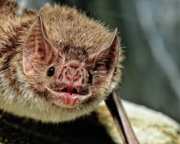 这是10种蝙蝠的脸——我敢说这是哺乳动物里最"精致"的脸,你喜欢哪张