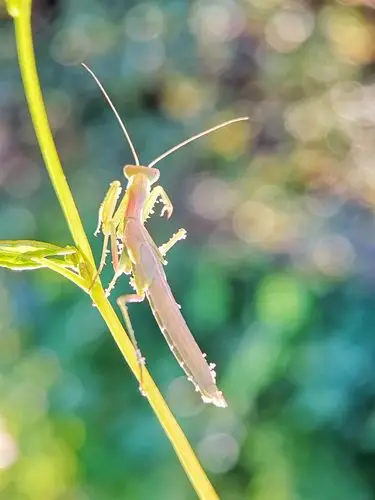 手机微距之螳螂_手机摄影_poco摄影,螳螂,追光,特写