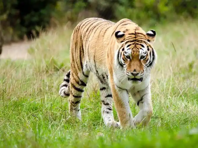 凶猛的老虎动物高清图片