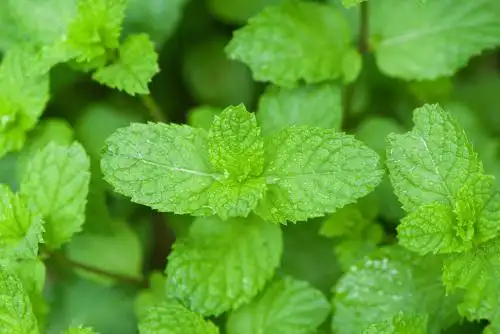 生长的薄荷,薄荷叶特写