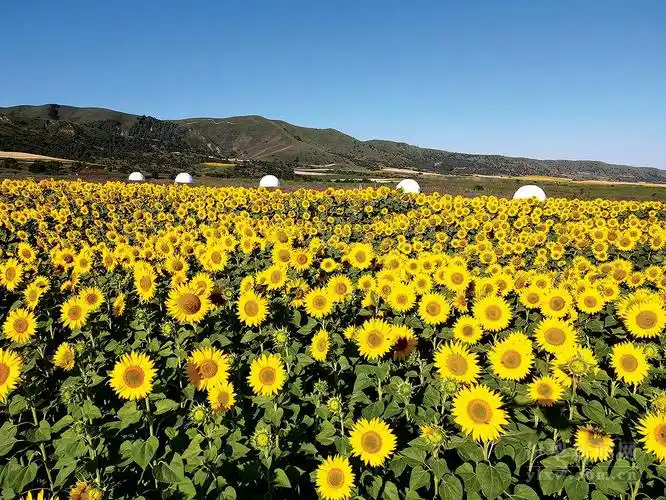 每年7月20日至8月中旬,伊犁另一大花海——向日葵花海惊艳绽放