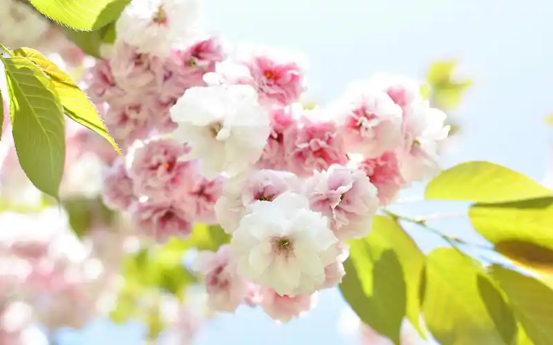 樱花季唯美绽放的樱花风景图片桌面壁纸