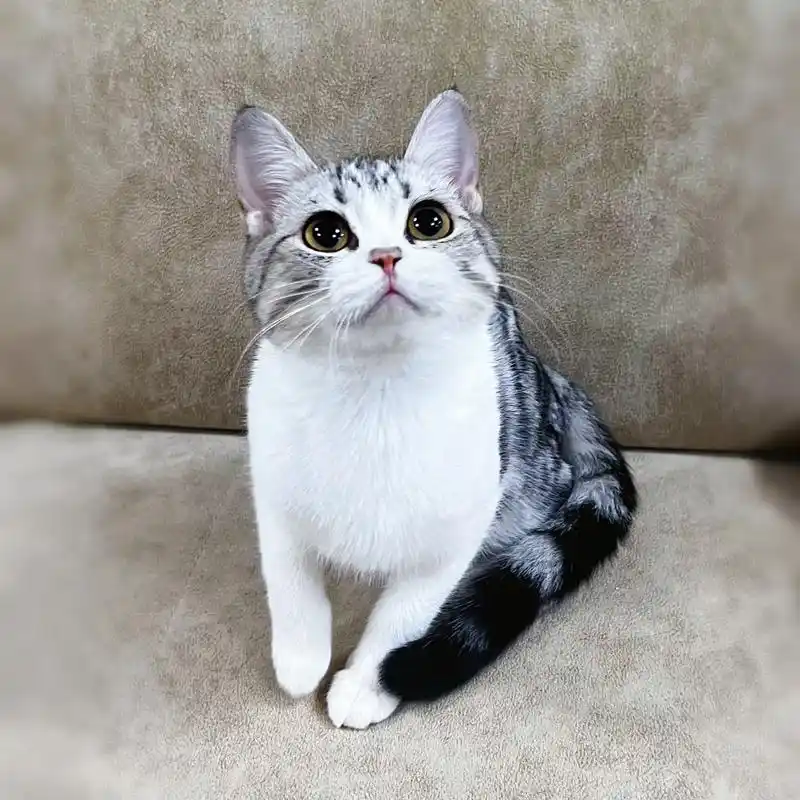 美短加白起司猫女孩大眼睛甜美