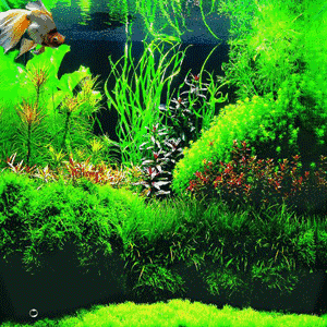 300_300gif 动态图 动图