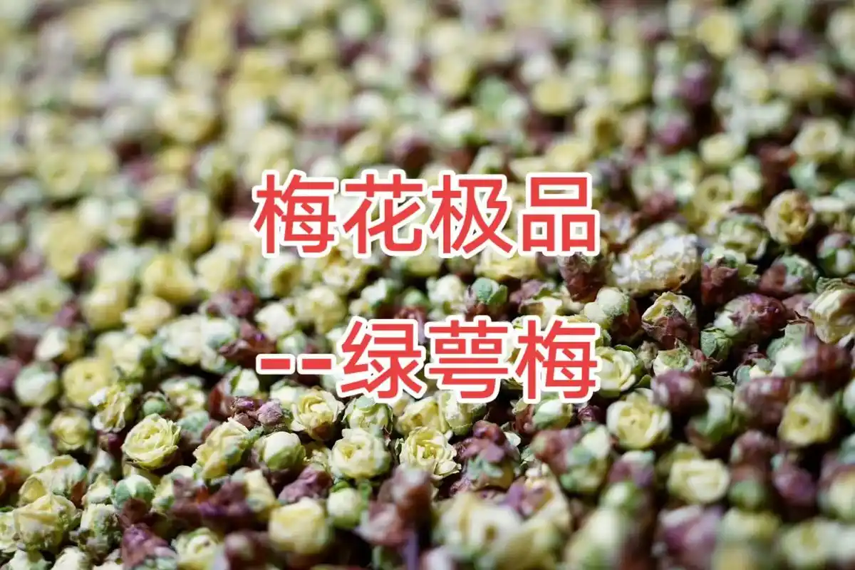 绿萼梅.是梅花中的极品,属于真梅系直枝梅类,因为萼片绿色,得 - 抖音