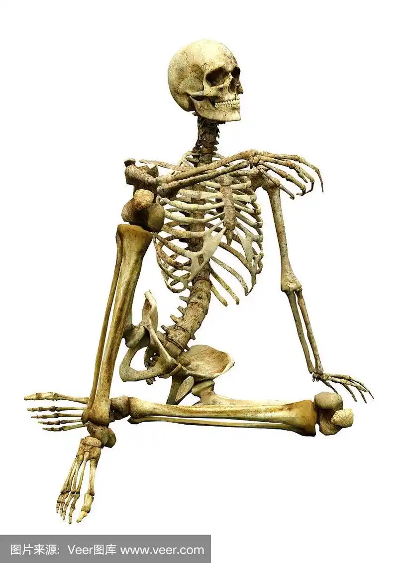 3d插图人体骨骼在白色