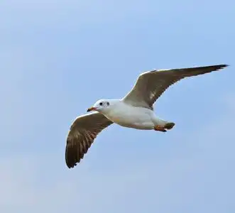 在天空中飞翔的海鸥鸟照片