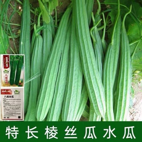 丝瓜种子棱丝瓜种子大肉棱角丝瓜种籽阳台蔬菜种子肉丝瓜菱形丝瓜