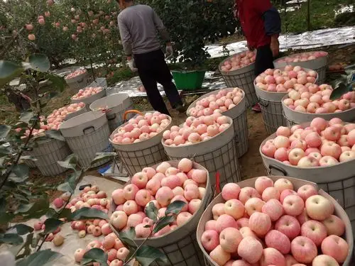 苹果之乡·栖霞