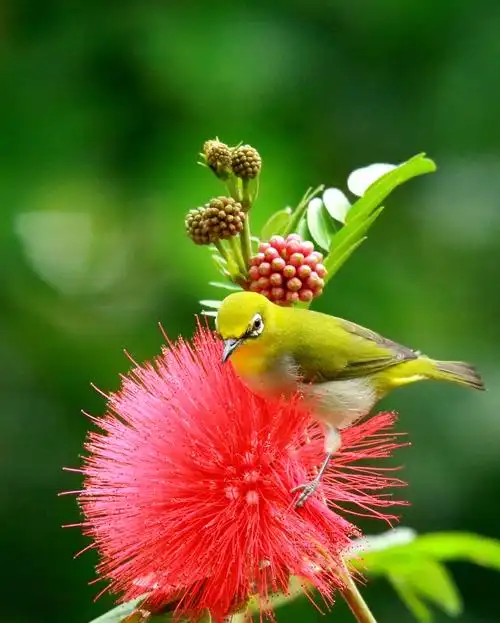 红粉扑花与绣眼鸟