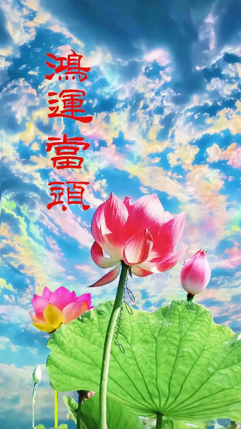 你的好运来了! #荷花 #手机壁纸 #抖音图文来了 @dou - 抖音